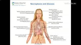 Jacobsen A (2019): Tales from the crypt: investigating necroptosis and the death effector MLKL