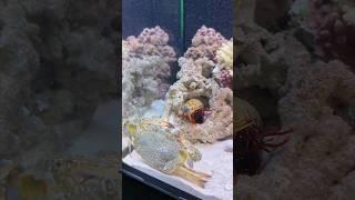 Mantis Shrimp Nature's fighting a crab #tucanaquatics #tuca
