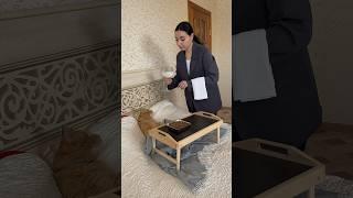 Когда из мусорки попал в дом с полным All inclusive ‍#рыжийкот #кот #видосыоткота #cat #котики