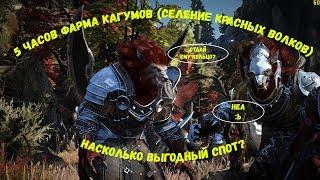 5 часво фарма на Кагумах (волках) Выгодно? (серебро и опыт) Black desert online