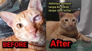 kucing sakit mata virus klamidia dan begini cara mengobati mata kucing bengkak, benjolan, berselaput