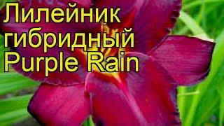 Лилейник гибридный Пурпл Рейн. Краткий обзор, описание характеристик hemerocallis Purple Rain