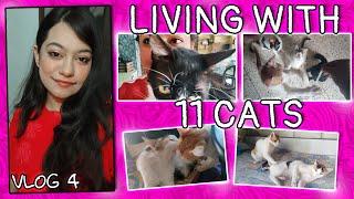 Living with 11 Cats| Adopting, rescuing and funny cat stories| Vlog 4