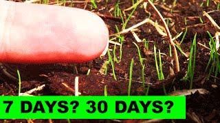 How long does it take for KBG to germinate?