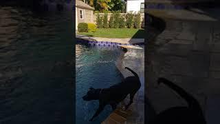 Missy goes crazy for water!