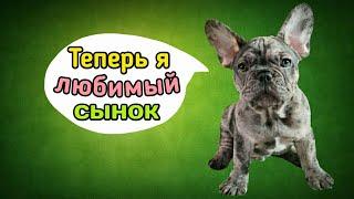 Лео едет домой в Москву. Щенки Французского бульдога. Мокрый нос