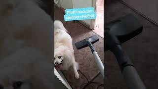 What happens if I turn the vacuum cleaner on, then show it to my dog?