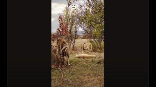 Молодой лев не хочет ссориться с вожаком из-за львицы!