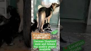 Mani pets Olagadam whatsapp 6379526164