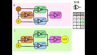How do I build a XOR gate in a biological arithmetic logic unit?