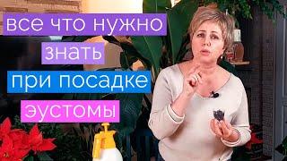 Как вырастить эустому. Эустома взойдет 100%. Что делать если эустома не всходит.