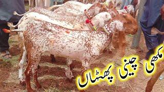 madrasa bakra Mandi Makhi cheeni Pata ka frash rate Ajmal TV Hasilpur