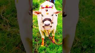 cow videos/cow sound #cow #funny #comedy #Shorts