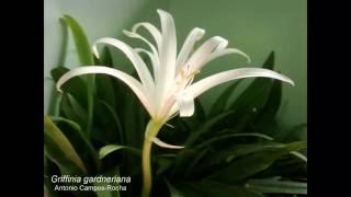 A abertura das flores de Griffinia gardneriana: 3 horas em 1 minuto