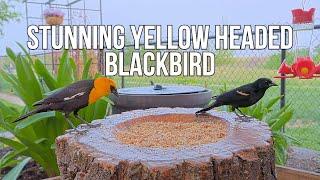 Male Yellow-Headed Blackbird