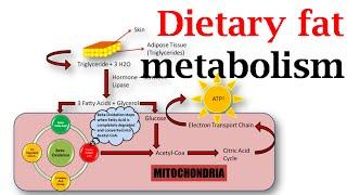 Dietary fat metabolism