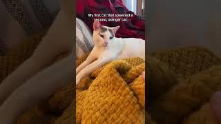 Oh Dave, he means well #cats #catshorts #funnyanimals #indooroutdoorkat