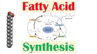 Fatty Acid Synthesis Pathway: Overview, Enzymes and Regulation
