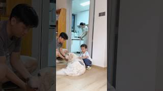 养狗每天都有惊喜… #金毛 #pets #狗狗