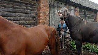 Жеребец проверяет Ириску на жеребость