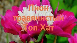 Пион травянистый Топ Хат (pion-travyanistyy-top-khat)  обзор: как сажать, саженцы пиона Топ Хат