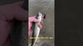 Nice lil trout #lsu #geauxtigers #berkley #uglystik #fishing  #troutfishing #trout #speckledtrout