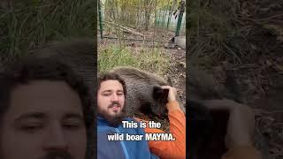 Моя домашняя животинка  Pet, wild boar.