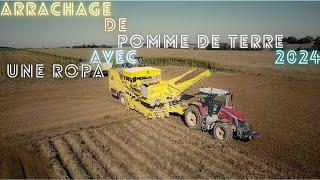 arrachage de pomme de terre avec une ropa 2024