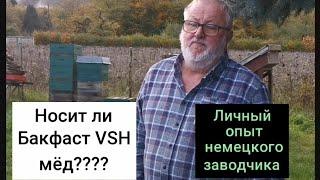 Медопродуктивность пчелы Buckfasf VSH. Мнение заводчика из Германии Гильберта Баста