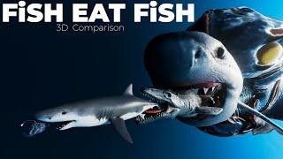 Fish eat Fish | Comparison | 3D Comparison | fish eat fish