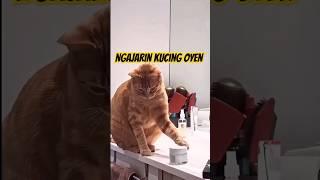 NGAJARIN KUCING OYEN #viralvideo #funny #cat #catsvideo #catlovers #catfunny #kucing #kucinglucu