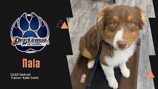 Transforming a Ball of Energy | Nala the Australian Shepherd