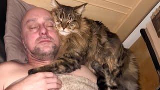 Cute CATS Won't Sleep Until They Cuddles with Their Human