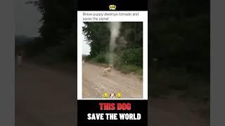 This Dog Saved the World from a Tornado | #animals #internet
