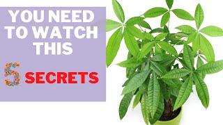 BEST SOIL for money tree + 5 secrets