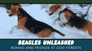 Beagles Roaming Free - Dog Forests (Finland) - Bongo and Friends