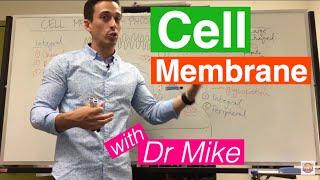 Cell Membrane | Phospholipid Bilayer