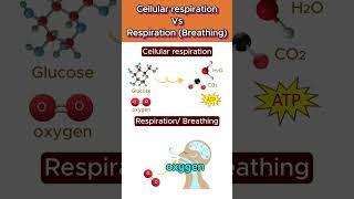 Cellular respiration Vs Respiration ️ #cellularrespiration  #shorts #ytshorts