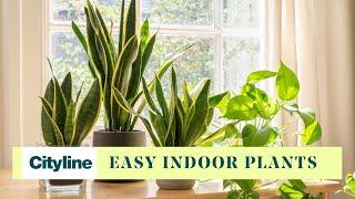 How to find the best low-maintenance indoor plants