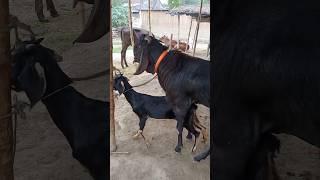 Beautiful Time Of Goat।animal lover #shorts jun27 season 3f