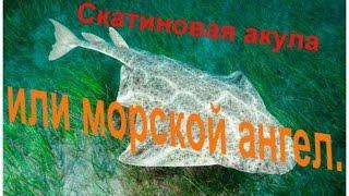 Кто такие морские ангелы?