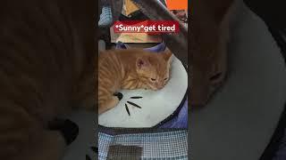 sunny wants to sleep #ytreels#sunnykulit#catlover