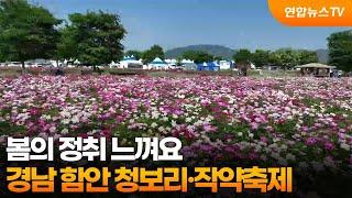 봄의 정취 느껴요…경남 함안 청보리·작약축제 / 연합뉴스TV (YonhapnewsTV)