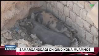 Samarqanddagi chiqindixonada minglab cho`chqalar boqilmoqda.