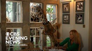 Kenyan resort aims to protect endangered giraffes