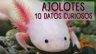 AJOLOTES INCREÍBLES ANFIBIOS10 DATOS que NO CONOCÍAS de los AJOLOTES | CURIOSIDADES de los AXOLOTES