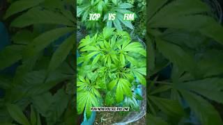 TOPPING VS FIMMING - TRAINING PLANT STRUCTURE