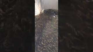OQ BALIQ CHAVOQLARI SOTILADI TEL 97 858 10 11