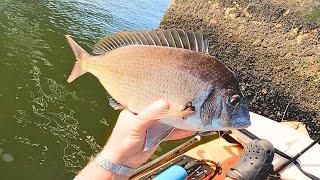 These NYC Porgies are Built Different! Kayak Fishing for Slab Scup!