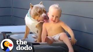 Pit Bulls Who Are 1000% Obsessed With Their Families | The Dodo